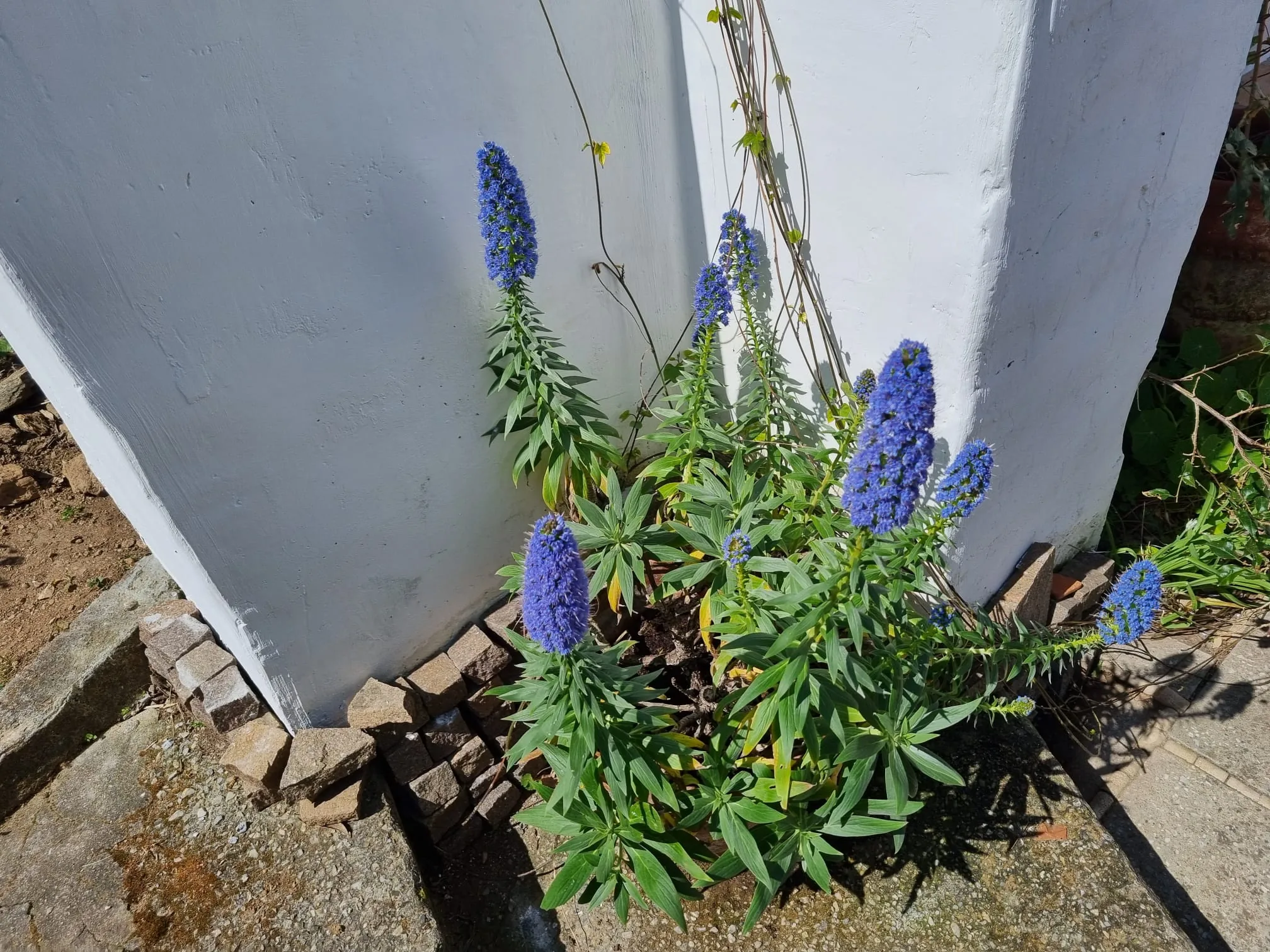 Blumen und Pflanzen Villa Arte elba